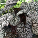 Rare Planten Dagen 