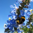 Midzomer Markt - Salvia & Echinacea Dagen