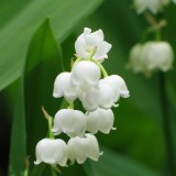 Foltz plant