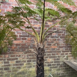 Foltz plant