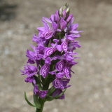 Foltz plant
