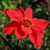 Foltz plant