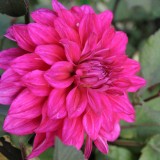 Foltz plant
