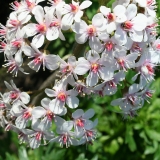Foltz plant