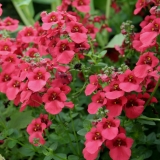 Foltz plant