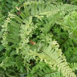 Foltz plant