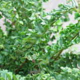 Foltz plant