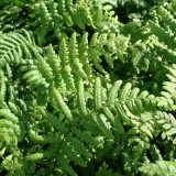 Foltz plant