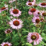 Foltz plant