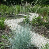 Foltz plant