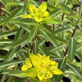 Foltz plant