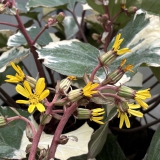 Foltz plant