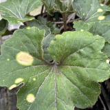 Foltz plant