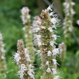 Foltz plant