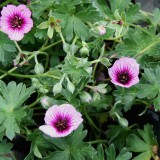 Foltz plant