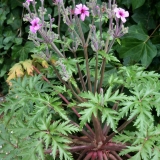 Foltz plant