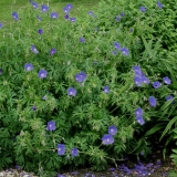 Foltz plant