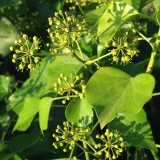 Foltz plant