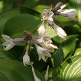 Foltz plant