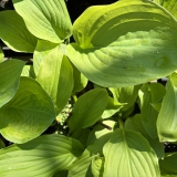 Foltz plant