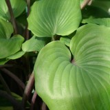 Foltz plant