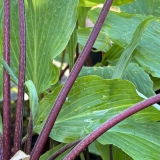 Foltz plant