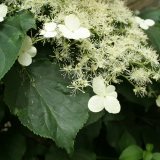 Foltz plant