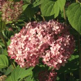 Foltz plant