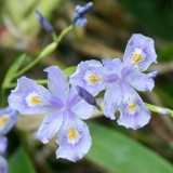 Foltz plant