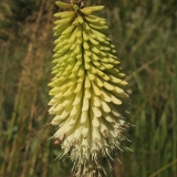 Foltz plant