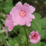 Foltz plant
