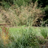 Foltz plant