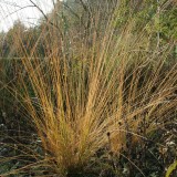Foltz plant