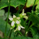 Foltz plant