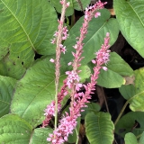 Foltz plant