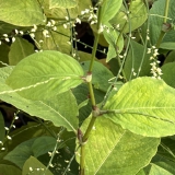 Foltz plant