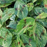 Foltz plant