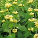Foltz plant