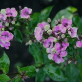 Foltz plant
