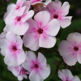 Foltz plant