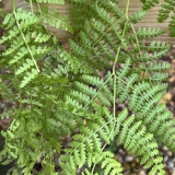 Foltz plant