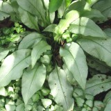 Foltz plant