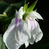 Foltz plant