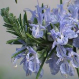 Foltz plant
