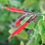 Foltz plant