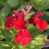 Foltz plant