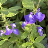 Foltz plant