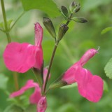 Foltz plant