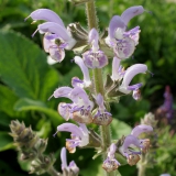 Foltz plant