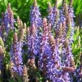 Foltz plant